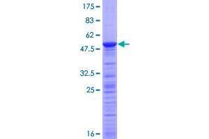 Image no. 1 for Transcription Elongation Factor A (SII) N-Terminal and Central Domain Containing 2 (TCEANC2) (AA 1-208) protein (GST tag) (ABIN1347354)