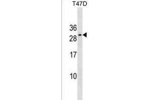 RN Antibody (Center) (ABIN1537745 and ABIN2838294) western blot analysis in T47D cell line lysates (35 μg/lane). (RNF223 anticorps  (AA 108-134))