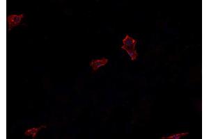 ABIN6266546 staining U-2 OS cells by IF/ICC. (Glucagon anticorps)