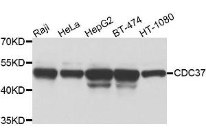 Western blot analysis of extracts of various cell lines, using CDC37 antibody (ABIN5975870) at 1/1000 dilution. (CDC37 anticorps)