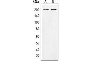 Western blot analysis of Tensin 1 (pY1326) expression in A10 (A), HeLa (B) whole cell lysates.