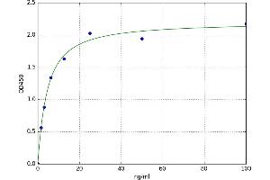 Fascin 2 (FSCN2) ELISA Kit