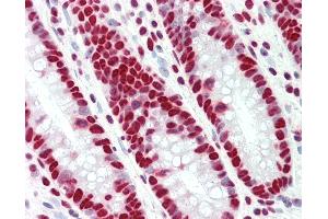 Anti-TAF15 antibody IHC staining of human colon.