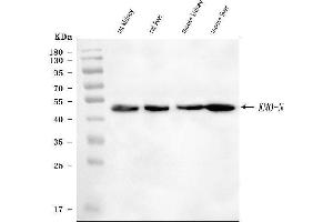 Western blot analysis of KMO using anti-KMO antibody (ABIN7600958). (KMO anticorps  (AA 26-372))