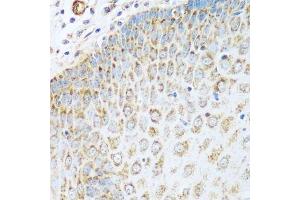 Immunohistochemistry of paraffin-embedded human esophagus using GLUD1 antibody.