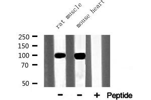 Western blot analysis of Catenin α1 expression in various lysates