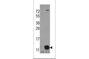 Western blot analysis of PHPT1 using rabbit polyclonal PHPT1 Antibody (Human C-term) using 293 cell lysates (2 ug/lane) either nontransfected (Lane 1) or transiently transfected with the PHPT1 gene (Lane 2).