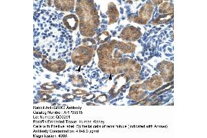 Human kidney (GRIK2 anticorps  (N-Term))