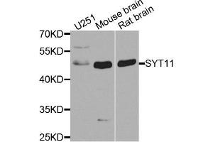 Western blot analysis of extracts of various cell lines, using SYT11 antibody. (SYT11 anticorps  (AA 37-200))