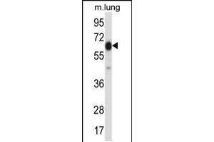 Western blot analysis in mouse lung tissue lysates (35ug/lane). (POF1B anticorps  (AA 337-366))