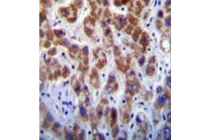 Immunohistochemistry analysis in formalin fixed and paraffin embedded human liver tissue reacted with GOG8A Antibody (N-term) followed by peroxidase conjugation of the secondary antibody and DAB staining. (GOLGA8A anticorps  (N-Term))