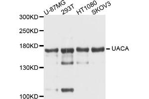 Western blot analysis of extracts of various cell lines, using UACA antibody. (UACA anticorps)