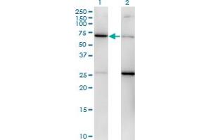 Western Blot analysis of EIF2S3 expression in transfected 293T cell line by EIF2S3 monoclonal antibody (M01), clone 2C9. (EIF2S3 anticorps  (AA 383-472))