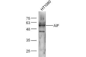 HT1080 lysates probed with Anti-AIF Polyclonal Antibody  at 1:5000 for 90 min at 37˚C.