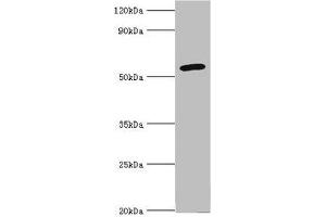 Western blot All lanes: Cytochrome P450 2F1 antibody at 8 μg/mL + A549 whole cell lysate Secondary Goat polyclonal to rabbit IgG at 1/10000 dilution Predicted band size: 56, 37 kDa Observed band size: 56 kDa