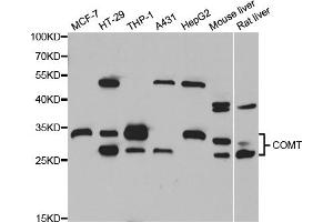 Western blot analysis of extracts of various cell lines, using COMT antibody (ABIN5973647) at 1/1000 dilution. (COMT anticorps)
