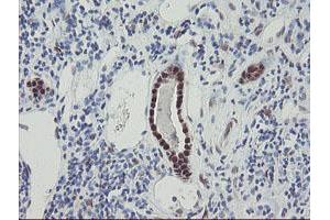 Image no. 7 for anti-RNA Binding Protein with Multiple Splicing (RBPMS) antibody (ABIN1500642)