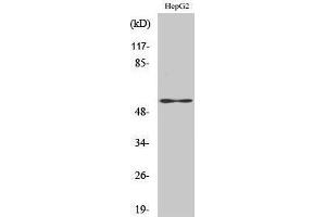 Western Blotting (WB) image for anti-Vimentin (VIM) (C-Term) antibody (ABIN3177923) (Vimentin anticorps  (C-Term))