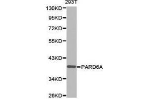Western Blotting (WB) image for anti-Par-6 Partitioning Defective 6 Homolog alpha (PARD6A) antibody (ABIN1874031) (PARD6A anticorps)