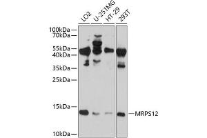 Western blot analysis of extracts of various cell lines, using MRPS12 antibody  at 1:1000 dilution. (MRPS12 anticorps  (AA 30-138))