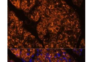 Immunofluorescence analysis of Rat pancreas using SERPINI2 Polyclonal Antibody at dilution of 1:100 (40x lens).