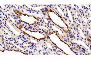 Detection of CK7 in Rat Kidney Tissue using Polyclonal Antibody to Cytokeratin 7 (CK7)