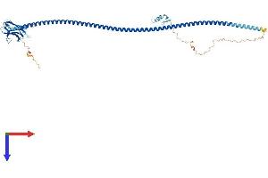 AlphaFold protein structure predicition of Human Recombinant CALCOCO2 Protein, UniprotID Q13137