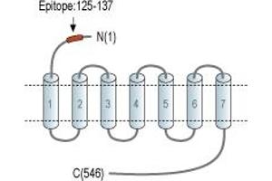 anti-Parathyroid Hormone 2 Receptor (PTH2R) (AA 125-137), (Extracellular), (N-Term) antibody
