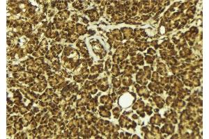 ABIN6279411 at 1/100 staining Mouse pancreas tissue by IHC-P. (NEIL2 anticorps  (Internal Region))