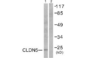 Western blot analysis of extracts from A549 cells, using Claudin 5 antibody (#C0145). (Claudin 5 anticorps)