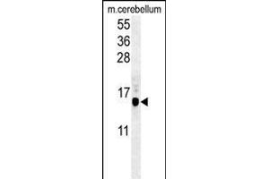 G8b (M1LC3B)-T93/Y99 1802f western blot analysis in mouse cerebellum tissue lysates (35 μg/lane). (APG8b (AA 74-106) anticorps)