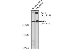Western blot analysis of extracts of various cell lines, using ApoB Rabbit mAb (ABIN7265635) at 1:1000 dilution. (APOB anticorps)