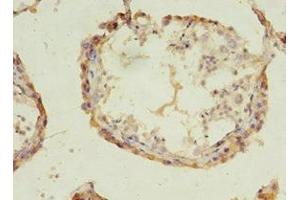 Immunohistochemistry of paraffin-embedded human testis tissue using ABIN7143242 at dilution of 1:100