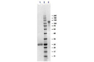 SDS-PAGE results of Goat F(ab')2 Anti-Human IgG F(ab')2 Antibody. (Chèvre anti-Humain IgG (F(ab')2 Region) Anticorps - Preadsorbed)
