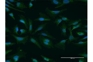 Immunofluorescence of purified MaxPab antibody to NUFIP1 on HeLa cell. (NUFIP1 anticorps  (AA 1-276))