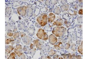 Immunoperoxidase of monoclonal antibody to GNPNAT1 on formalin-fixed paraffin-embedded human salivary gland. (GNPNAT1 anticorps  (AA 1-90))