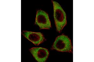 Fluorescent image of A549 cell stained with CSRNP2 Antibody (C-term) (ABIN657400 and ABIN2846440). (CSRNP2 anticorps  (C-Term))