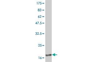Western Blot detection against Immunogen (19. (IFNA2 anticorps  (AA 24-188))