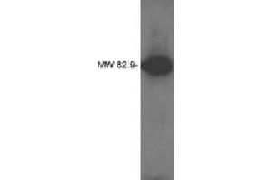 Image no. 1 for anti-Lipid Phosphate Phosphatase-Related Protein Type 4 (LPPR4) antibody (ABIN793624) (LPPR4 anticorps)