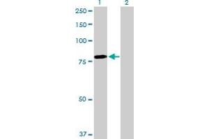 Western Blot analysis of MYB expression in transfected 293T cell line by MYB MaxPab polyclonal antibody. (MYB anticorps  (AA 1-640))
