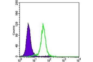 FC analysis of Hela cells using CDH1 antibody (green) and negative control (purple). (E-cadherin anticorps)