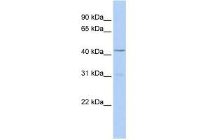 WB Suggested Anti-TBX10 Antibody Titration: 0.