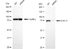 Western blotting analysis using cullin 5 antibody (ABIN7798182).