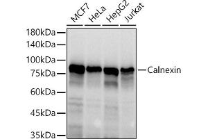 Western blot analysis of extracts of various cell lines, using Calnexin antibody (ABIN7266031) at 1:1000 dilution.