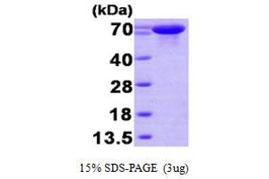SDS-PAGE (SDS) image for Heat Shock 70kDa Protein 7 (HSP70B) (HSPA7) (AA 1-643) protein (His tag) (ABIN666912)