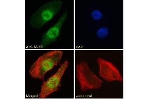 ABIN184792 Immunofluorescence analysis of paraformaldehyde fixed HeLa cells, permeabilized with 0. (MLH3 anticorps  (C-Term))