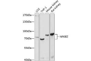 Western blot analysis of extracts of various cell lines, using NFKBIZ antibody (ABIN6130596, ABIN6144590, ABIN6144591 and ABIN6214768) at 1:1000 dilution. (NFKBIZ anticorps  (AA 1-220))