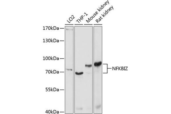 NFKBIZ Antikörper  (AA 1-220)