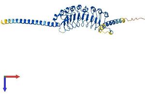 AlphaFold protein structure predicition of Human Recombinant LRRC39 Protein, UniprotID Q96DD0