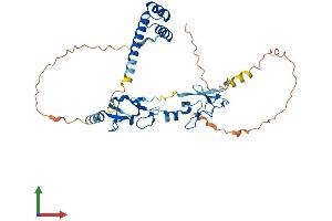 AlphaFold protein structure predicition of Mouse Recombinant Isl2 Protein, UniprotID Q9CXV0